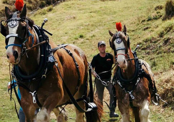 Clydesdales at Work